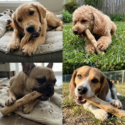 Tamioh Coffee Wood Chew Sticks