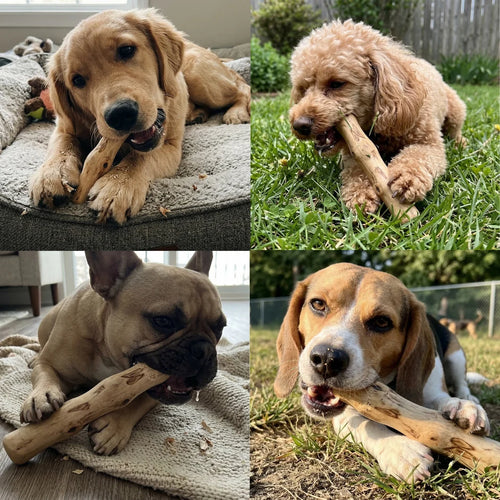 Tamioh Coffee Wood Chew Sticks