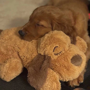 Place It Where Your Dog Rests